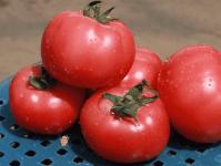 As novas variedades de tomate holandês de maior rendimento