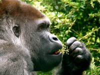 Quais macacos são classificados como antropóides?