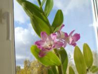 A incomum orquídea Dendrobium Nobile: descrição, cuidados e propagação em casa Arboretum Nobile