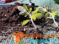 Picking seedlings in March auspicious days Tree planting calendar for April