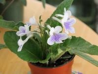 Вирощування стрептокарпусів та догляд за ними в домашніх умовах Оптимальний мікроклімат для квітки