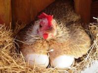 Why do you dream about a lot of chicken eggs?