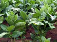 Plantar tabaco em terreno aberto Plantar tabaco em terreno aberto com sementes