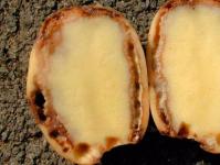 Potato diseases, their treatment and prevention What harm does black rot of potato tubers cause?