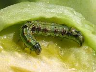 We fight caterpillars on tomatoes with folk remedies and the chemical industry
