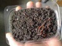 Armazenando vermes de esterco no inverno