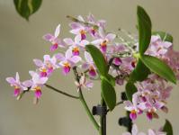 Orquídeas interessantes com flores pequenas: variedades e descrições Orquídea branca com flores pequenas