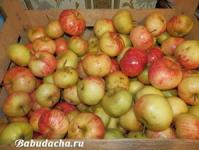 Як правильно прищепити яблуню влітку, навесні та восени свіжими живцями для початківців покроково Як прищепити дорослу яблуню