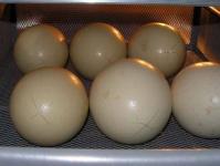 How to incubate African ostrich and Australian emu eggs?