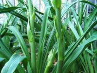 Os daylilies são diplóides e tetraplóides, o que devo preferir?