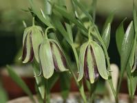 Фрітілярія - посадка та догляд Квітка фрітілярія