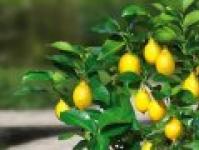 Kumquat at home: features of cultivation and reproduction