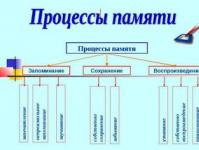 Что такое память в биологии определение