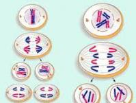 Definition and types of meiosis
