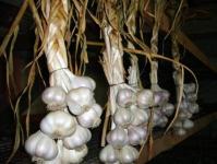 How to process spring and winter garlic before planting