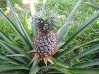 Як росте ананас: поради щодо вирощування