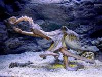 Octopus lifestyle and habitat