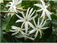 Garden jasmine: rules for planting and growing Jasmine flowering time